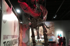 Kostra tyranosaura